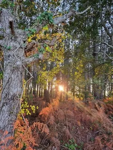 Lejlighed Mapalou Balcony Ocean View Cozy Downtown Parking Mimizan